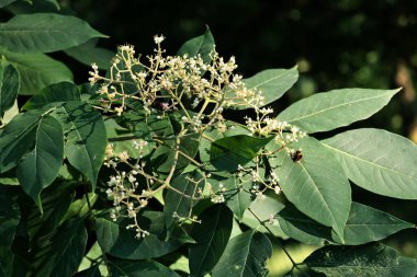 Evodia yaprak döken küçük çiçekli ağaç.