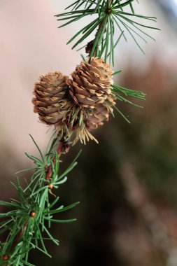 Larch tree twig and cones at spring close up clipart