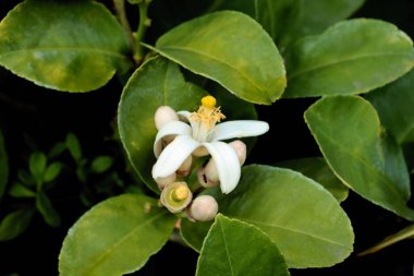 Limon ağacının beyaz çiçeği.