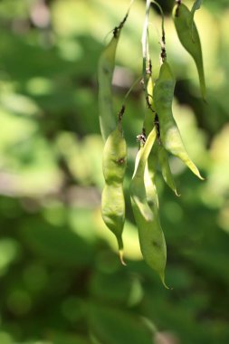Cladrastis Lutea ağacı ve tohum kabı dalları