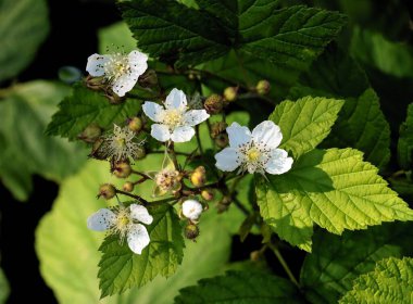 Böğürtlen çalısı çiçek açıyor. Yakından.