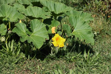 Çeşitli renkte balkabakları, sağlıklı yiyecekler olarak.