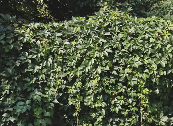 stock image Parthenocissus quinquefolia climbing plant close up in summer