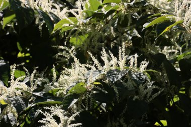 düğüm-otu-Polygonum Bahçedeki Cuspidatum-invasivum bitkisi