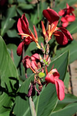 Kırmızı çiçekli ve meyveli dekoratif bitki kapatılamaz.