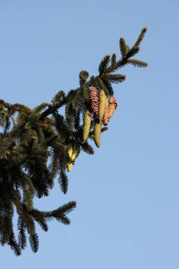 Ladin kozalaklı ağaç esprisi yeşil iğneler ve kozalaklar