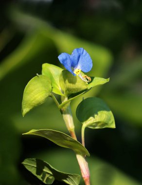 Commelina komüni bitkisinin mavi çiçeği. Yaklaş.
