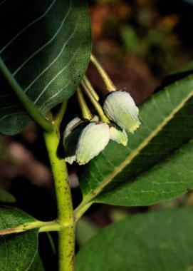 Asclepias syriaca 'nın tohum damarları - yaygın olarak kullanılan yosun bitkisi