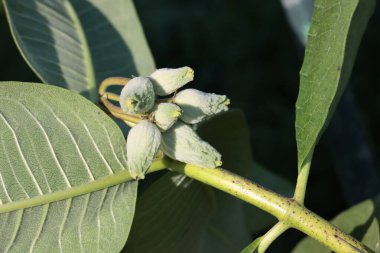 seed vessels of Asclepias syriaca - common milkweed plant close up clipart