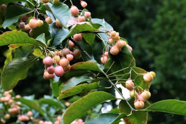 Elaeghus şemsiyesi çalılığı ve yetişen kırmızı zeytinler