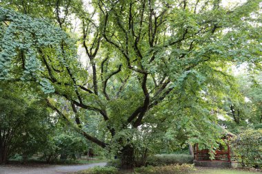 huge,old tree Corylus Colurnoides - Betulaceae Family in park clipart