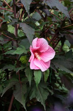 Amfibik çalılarının renkli çiçekleri. Yaklaş.