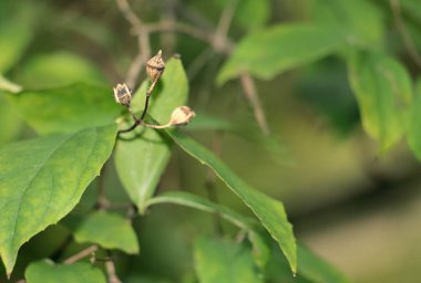 CORYDALIS CAVA Çalı - Fumariaceae Ailesi Kuru tohumlar yakın