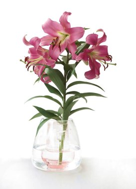 Güzel zambaklar izole edilmiş.