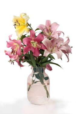 Güzel zambaklar izole edilmiş.