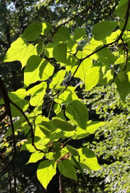 çeşitli yaprak döken ağaçlar, parkın manzarasında yeşil