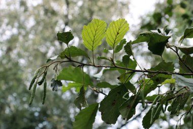 green leaves of Alnus glutinosa-Alnus -Alder tree Betulaceae family clipart