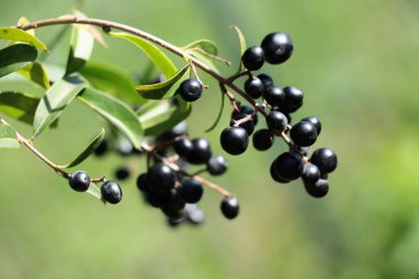 Privet - Ligustrum vulgare Sonbaharda siyah meyveli çalılık