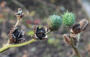 Datura stramonyum bitkisinin siyah zehirli tohumlarıyla yeşil meyveler 
