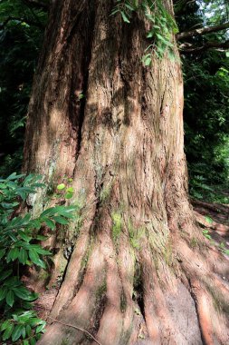  Büyük eski bir metasequoia ağacının gövdesi ve kabuğu.