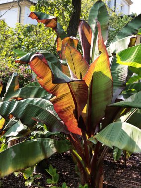 yeşil ve kırmızı, renkli büyük muz yaprakları 