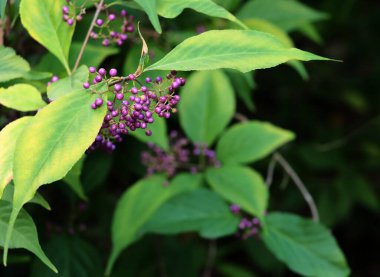 corymbs lila berries of Callicarpa Japonica tree -Verbenaceae Family clipart