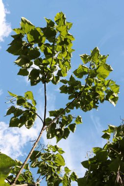 Yeşil yapraklı katalpa ağacı ve parktaki çekirdekli kabuklar 