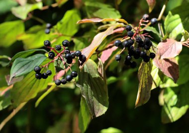 Sonbaharda Cornus Sanguinea 'nın küçük siyah meyveleri