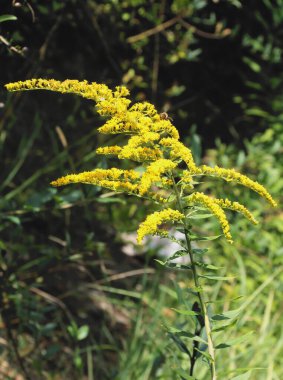 Solidago Canadensis - yabani bitki istilası ve ağustos ayında sarı çiçekler 