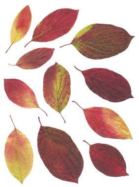 Mevsimlik, renkli Cornus Sanguinea yaprakları izole