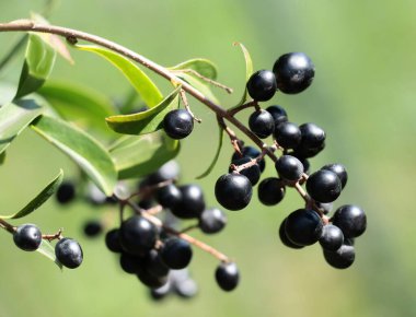özel çalı - ligustrum vulgaris ve siyah, sonbaharda küçük meyveler