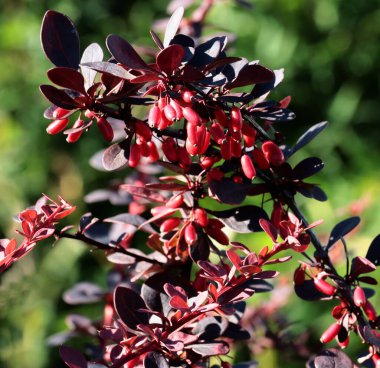Berberis vulgaris çalılarının kırmızı sağlıklı meyveleri.