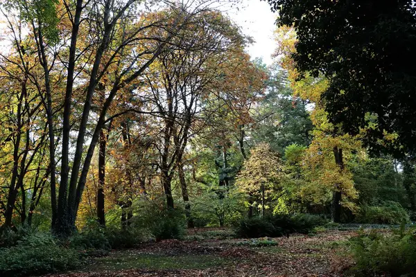 Sonbaharda park manzarasında renkli yaprakları olan çeşitli yaprak döken ağaçlar.