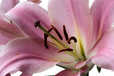 Güzel zambaklar izole edilmiş.