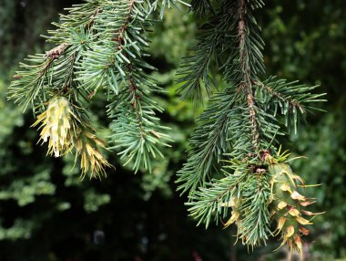 Yeşil iğne ve koni ile diyaglezi demeti