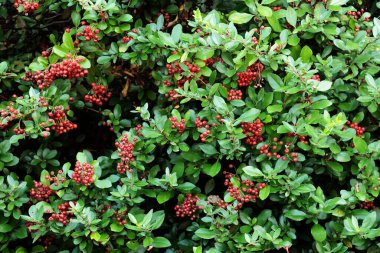 Firethorn - Pyracantha Coccinea Çalılığı Bahçede