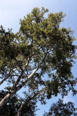 Sonbaharda park manzarasında renkli yaprakları olan çeşitli yaprak döken ağaçlar.