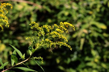 Solidago Canadensis - yabani bitki istilası ve ağustos ayında sarı çiçekler 