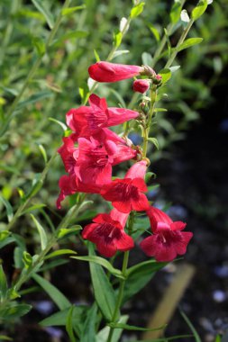 Penstemon bitkisinin kırmızı çiçekleri - Scrophulariaceae Ailesi bahçede
