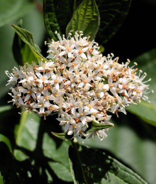 corymb white flowers of Viburnum Carlcephalum bush -Caprifoliaceae Family clipart