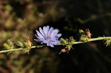 Güzel mavi cichorium intibus yabani bitki yakın