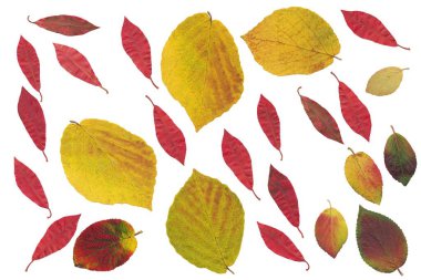 rengarenk ağaç yaprakları ya da çalılar sonbahar gibi düzenlenir