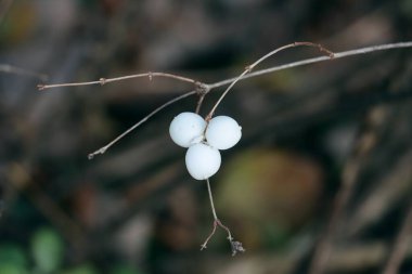 Beyaz böğürtlenli kardudu çalısı