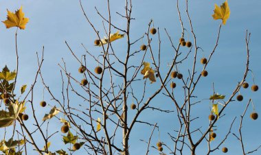 Platanus acerifolius tree with seed vessels and green leaves clipart