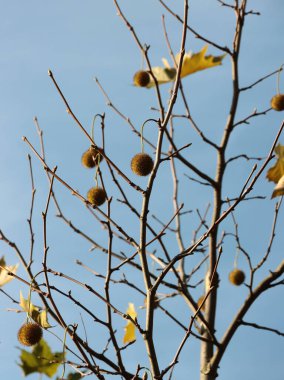 Tohum kabı ve yeşil yapraklı Platanus acerifolius ağacı