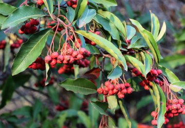Corymbs kırmızı böğürtlen ve yeşil yaprak Stranvaesia Davidiana sonbaharda yapraklı ağaç