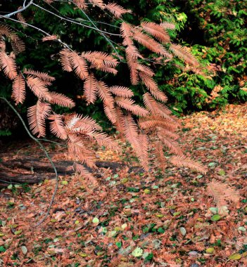 brown fallen leaves of  Matasequoia Glyptostroboides tree -Taxodiaceae Family clipart