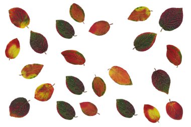 rengarenk ağaç yaprakları ya da çalılar sonbahar gibi düzenlenir