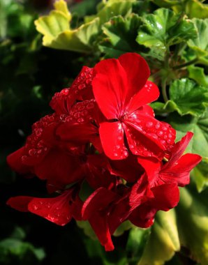 Çok renkli desenli sardunya çiçekleri. Yaklaş.