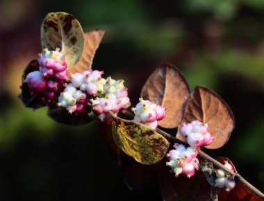 pink fruits of Symphoricarpos orbiculatas bush at autumn close up clipart